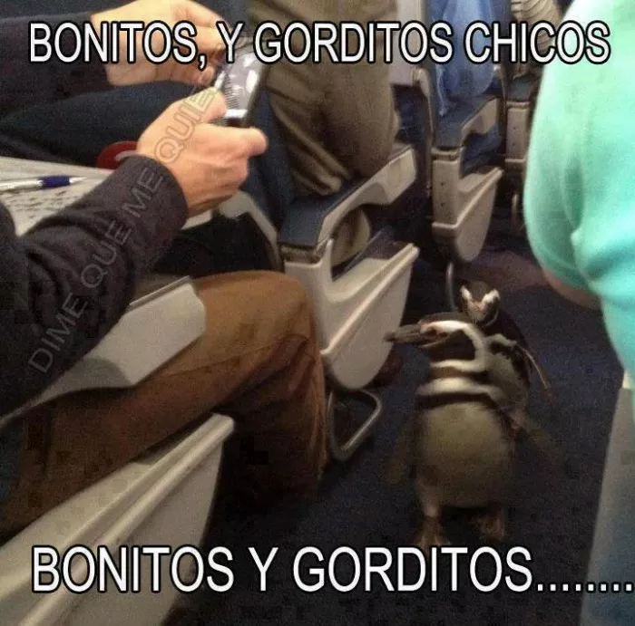 Bonitos y gorditos! 