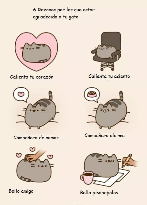 6 razones para tener un gato