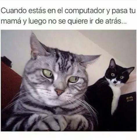 Solo quiero ver memes si