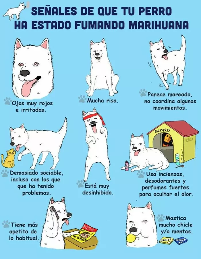 COMO SABER SI TU PERRO FUMA MARIHUANA