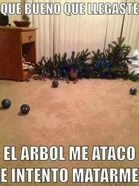 Maldito árbol ataco a mi gato