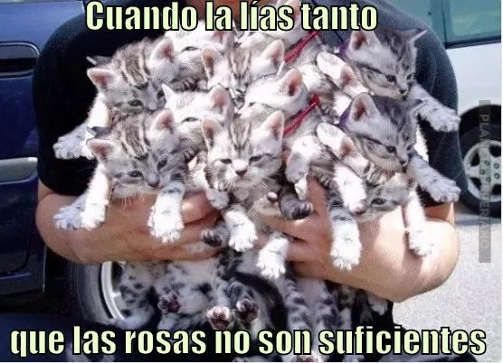 Un ramo de gatitos lo soluciona todo