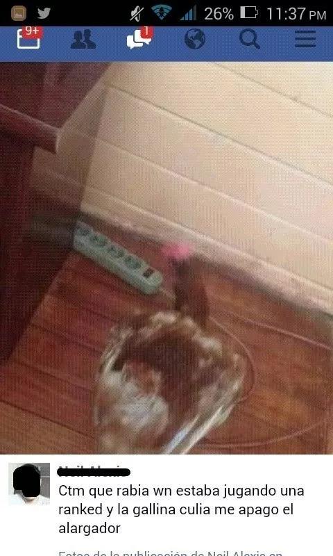 attack on chicken