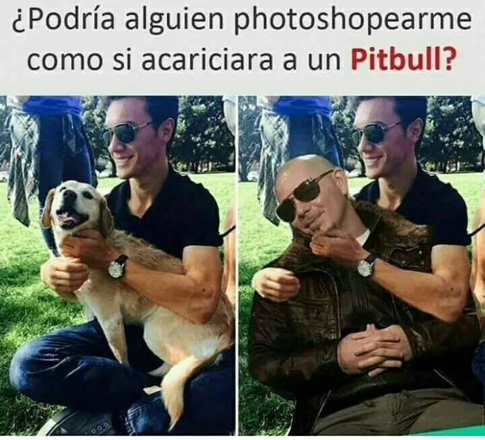 No has especificado que pitbull XDD