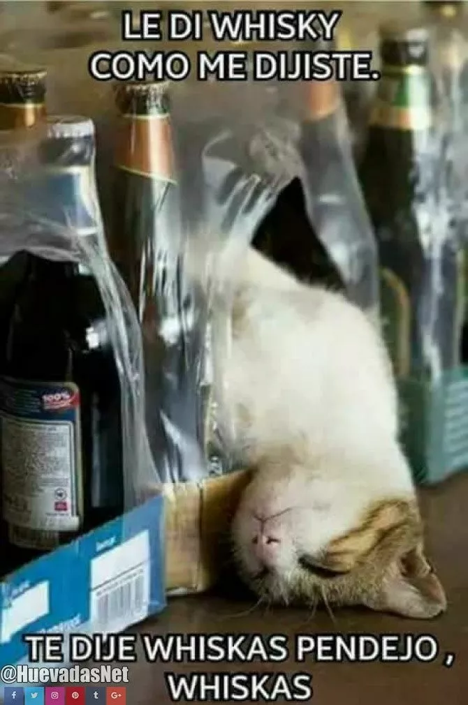 El gato despues de unos lingotazos