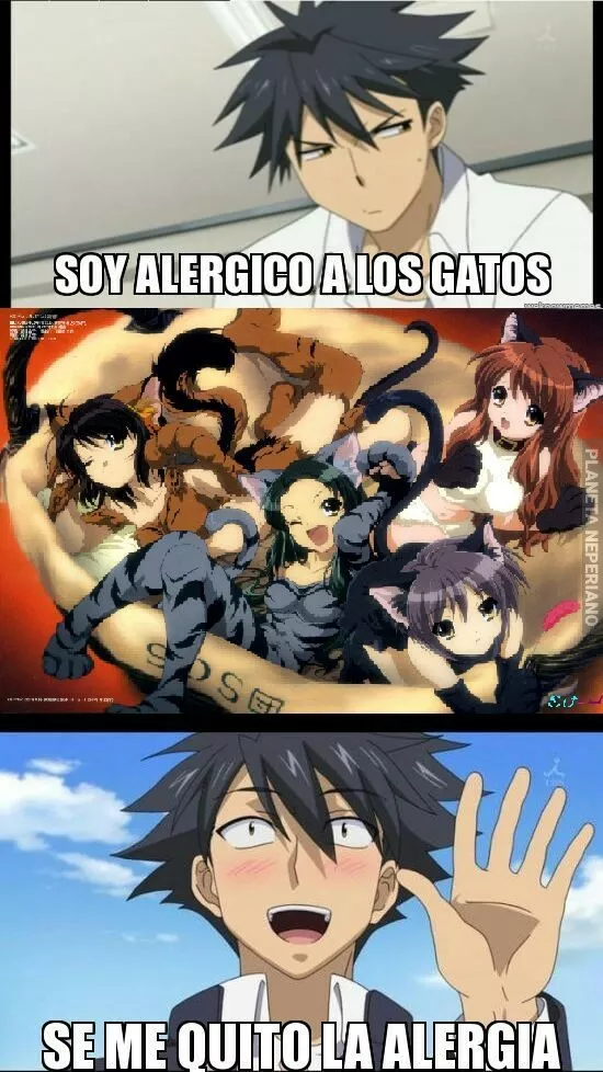 Todo sea por los Nekos <3