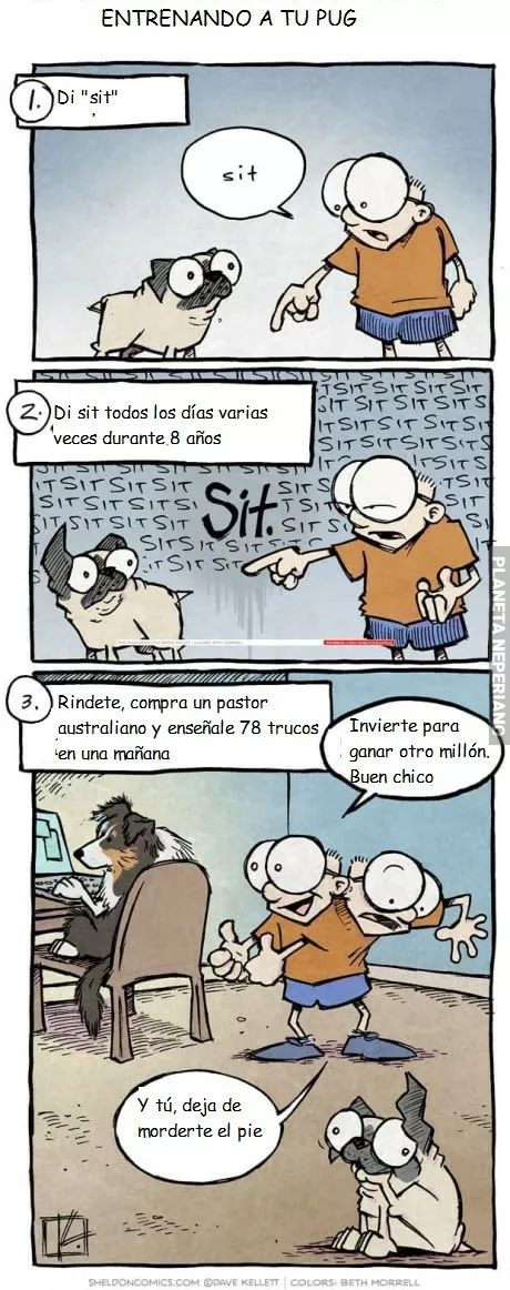 Como entrenar a tu perro