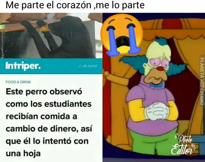 Ese perrito entiende mejor la función basica del capitalismo que el zurdito promedio en mi pais...