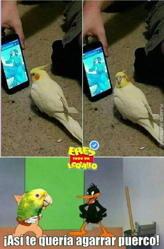 descubierto