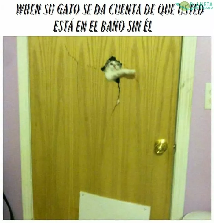 neko-chan en casa