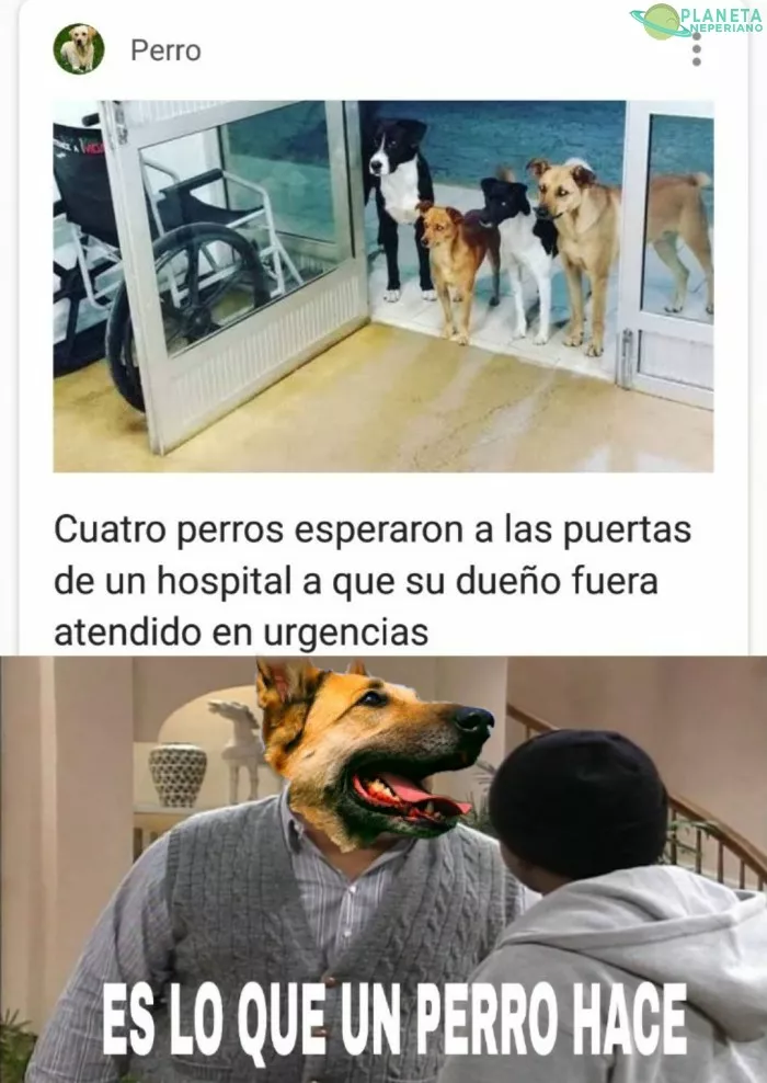 El mejor amigo del hombre