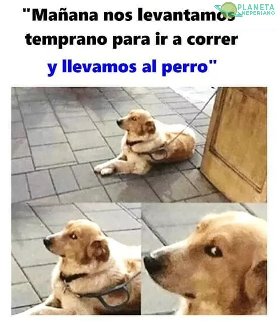 when hasta el perro sabe que no haras ni mierda