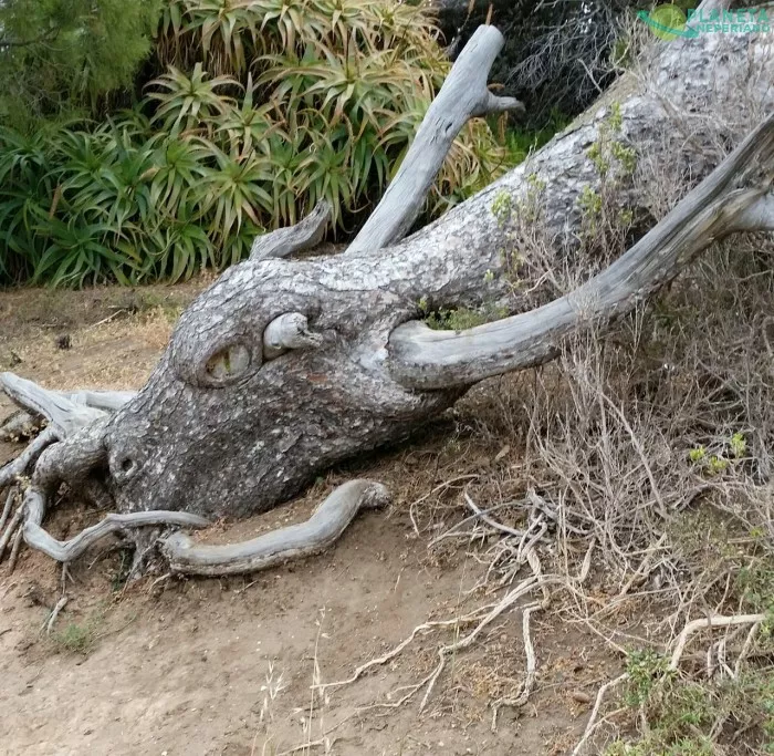 Es un árbol caído. 