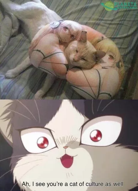 Estos gatos si que saben