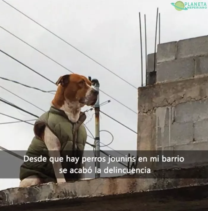 Perros