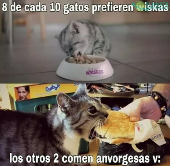 Que bien come el gato...