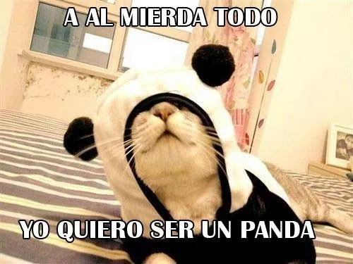 la increible historia del gato que queria se un panda 