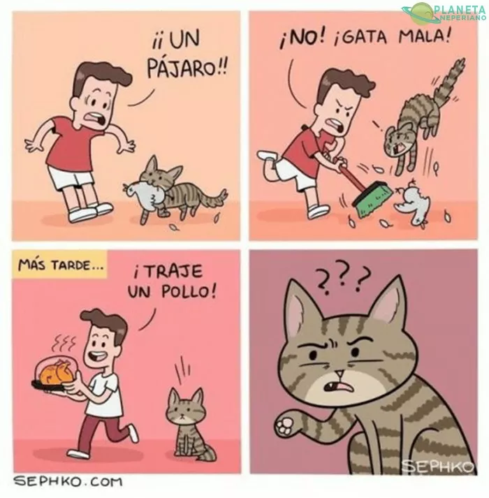 Que pendejadas humano  digo ... Meaw