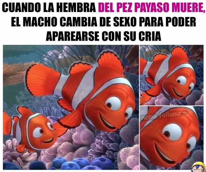 pobre nemo T.T