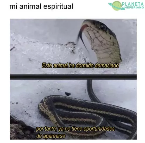 Es una pena que en el reino animal no existan los puticlub :v