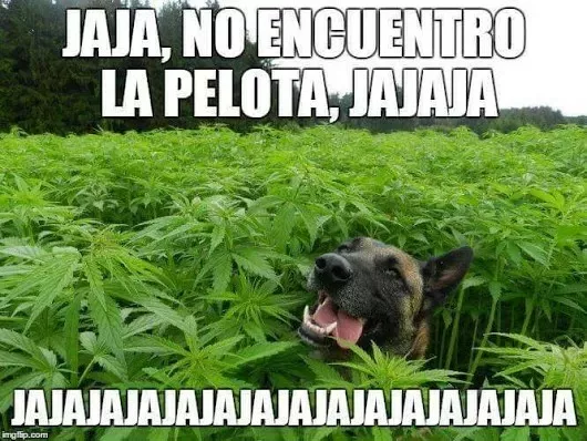 ¿Dónde estáaaa? Ajaja♪ Jaja♪ ja♫