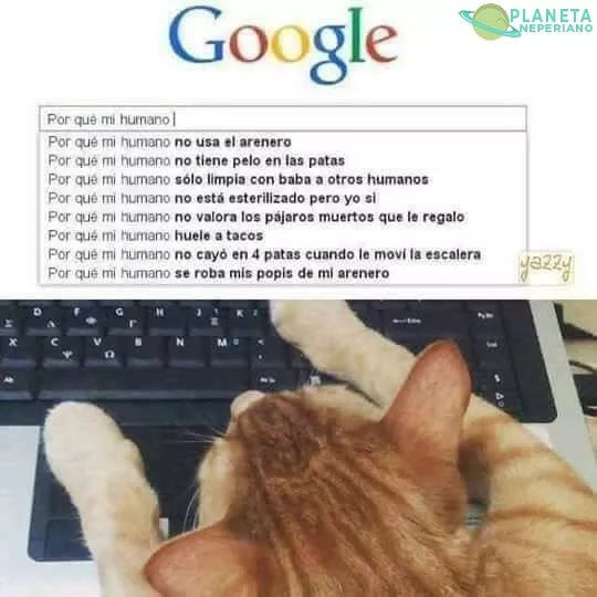 las dudas de los gatos