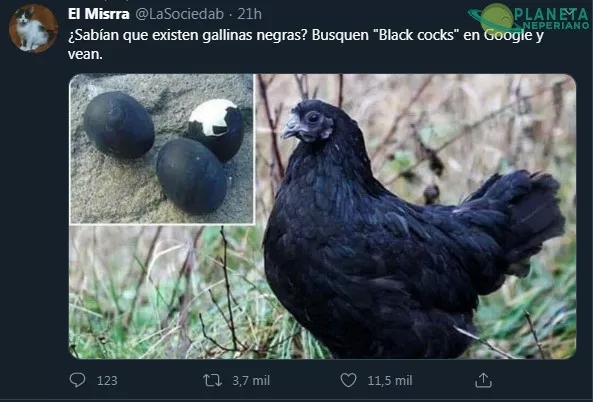 Y tienen unos huevos negros enormes