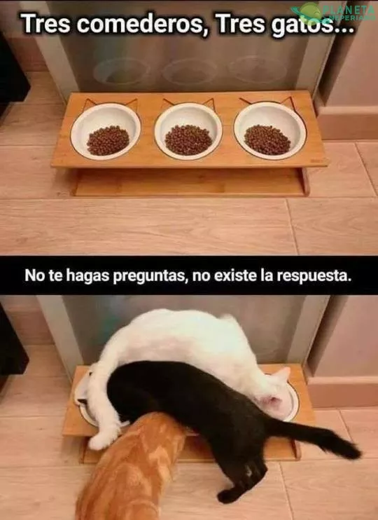 Gatos... nunca entenderé su enigmático comportamiento