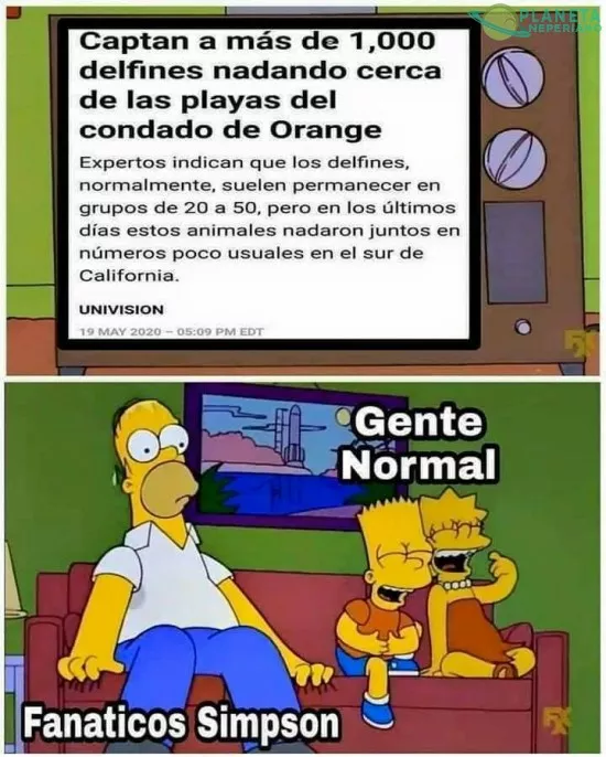 delfines... los bufones del oceano :v