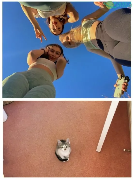 Miaow ( ͡° ͜ʖ ͡°)