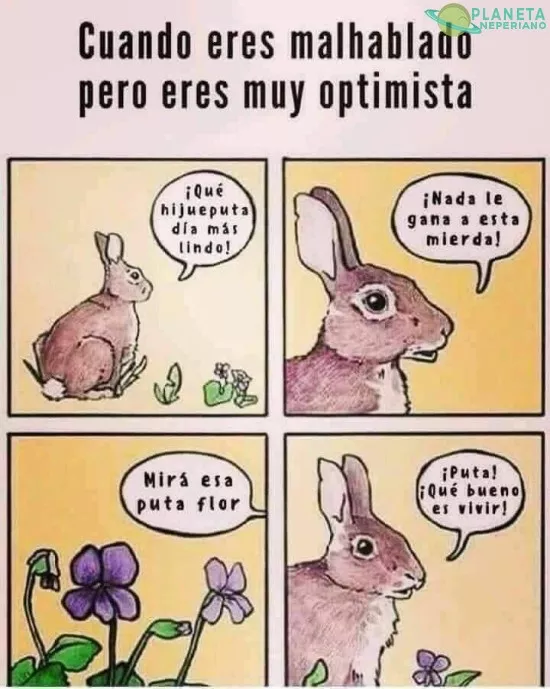 Que p*** felicidad que tiene el conejo de mi**** ese