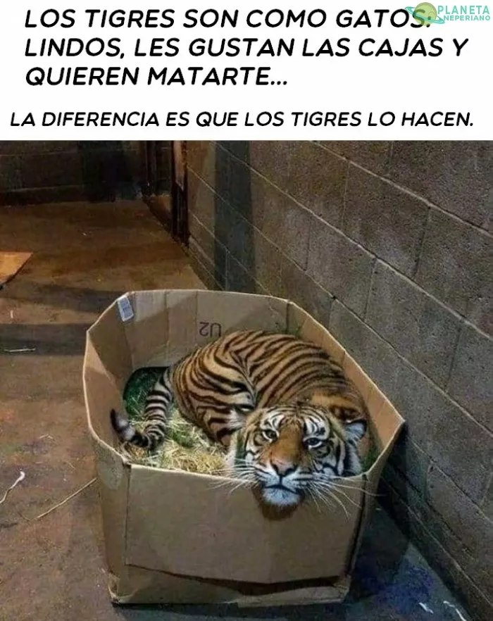 Bueno, a veces los gatos también (ì í¸)