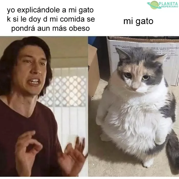 todo gato es lindo