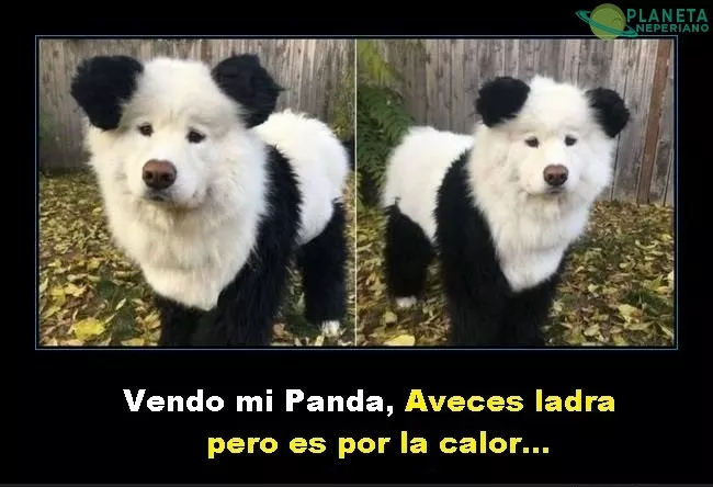 Se venden animales exóticos XD