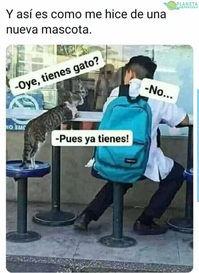 El no lo sabe pero será esclavo del gato 