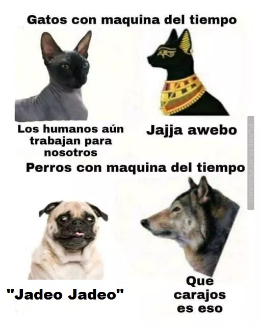 fsfdf