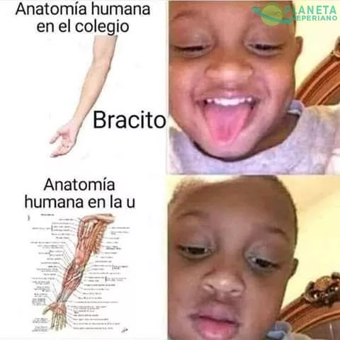 Anatomia 