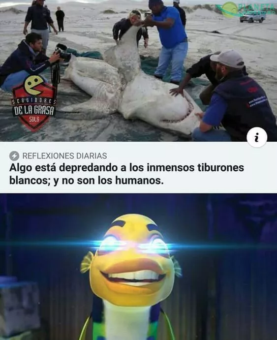 ¡Oscaar, el espanta tiburones!