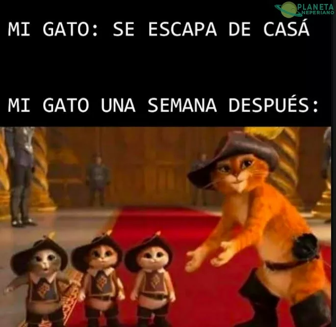 Cosas de gatos