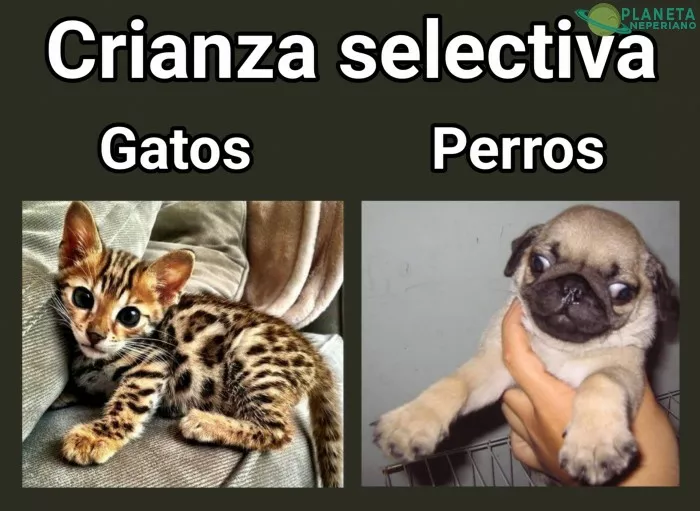 Prácticamente los Pugs solo nacen para sufrir u_u