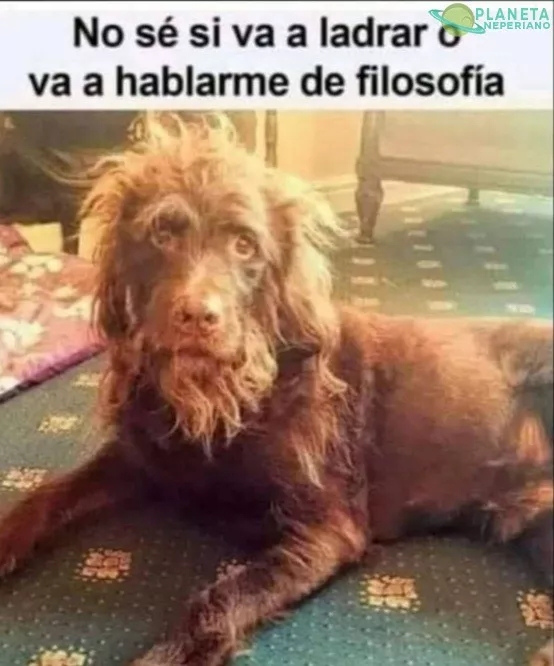 El perro filosofo no esiste  el pero filosofo