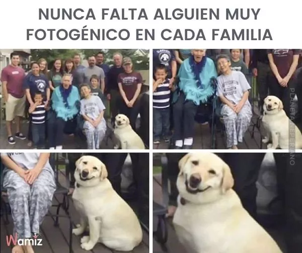 que hermoso perro