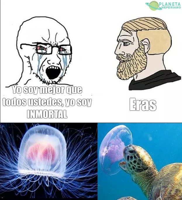 Me pregunto como sabrá una medusa
