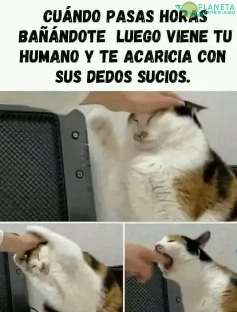 Cuando acarició cualquier gato