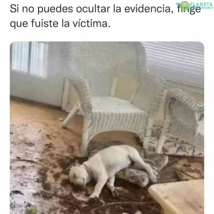 ese perro ya esta muerto no mas no le avisaron