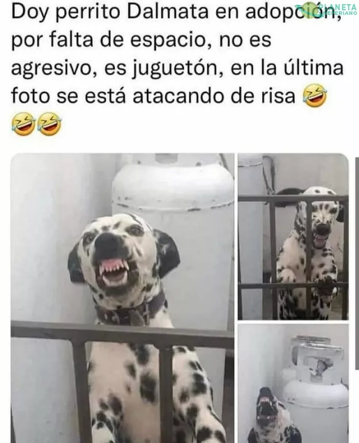 mejor adopto una araña ._.