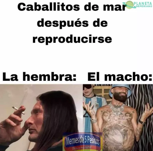 el unico ser vivo macho que puede quedar embarazado