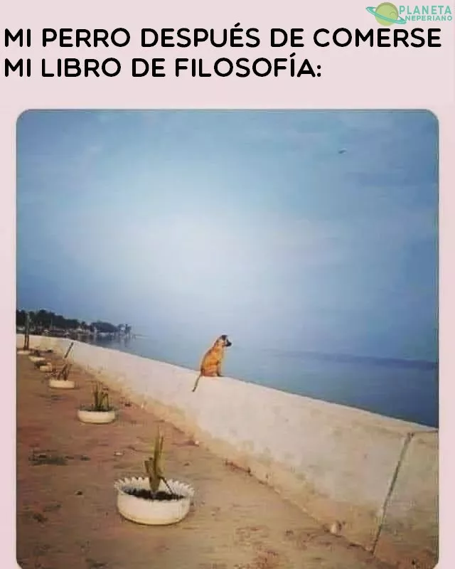 Vida de perro