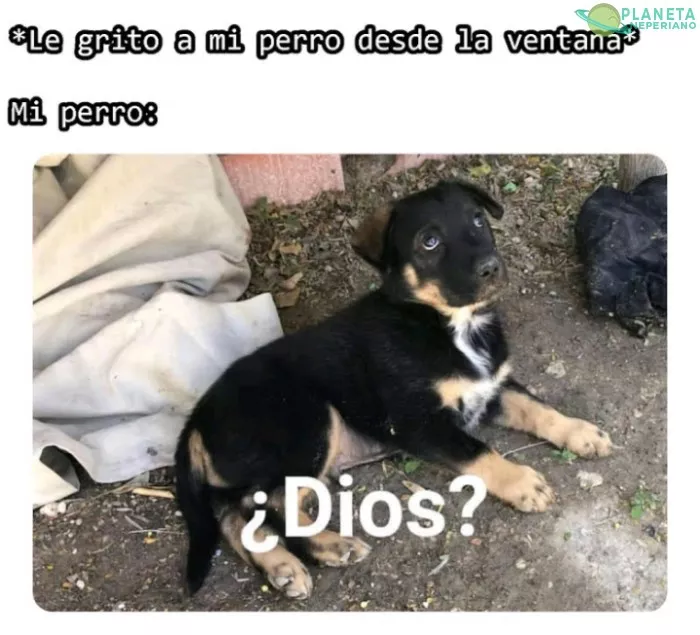 No otra  ves diría el perro