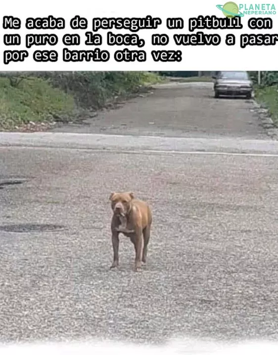 Es el pitbull de cj